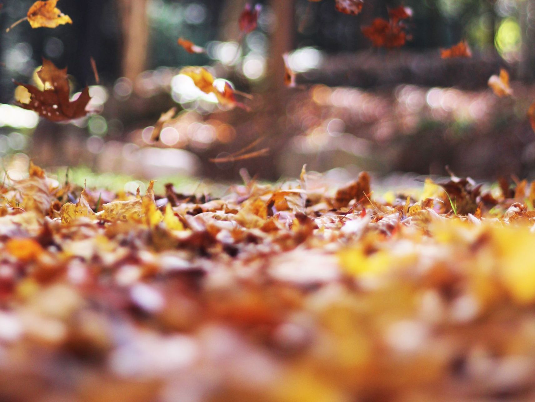 Løv som faller ned på bakken i en skog om høsten med sol som skinner mellom trær